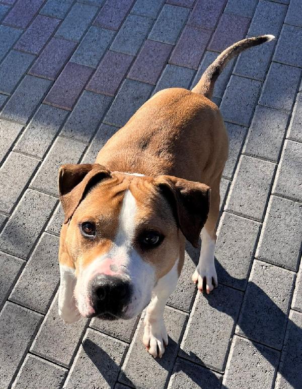 GOLD AMSTAFF Foto 8